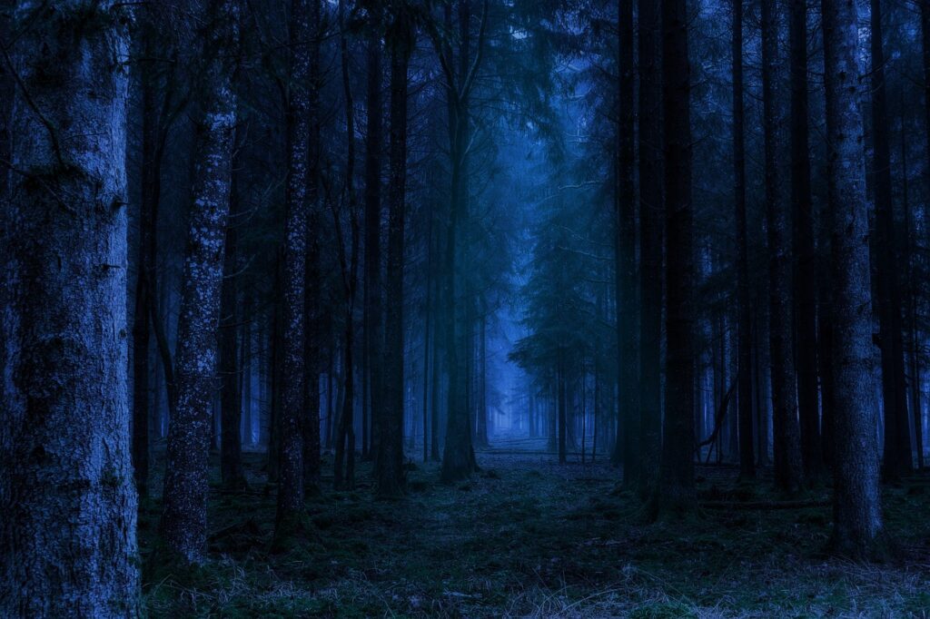 forest, night, landscape-5167332.jpg
